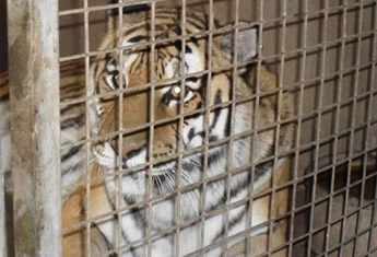 TigerLR1-710x532